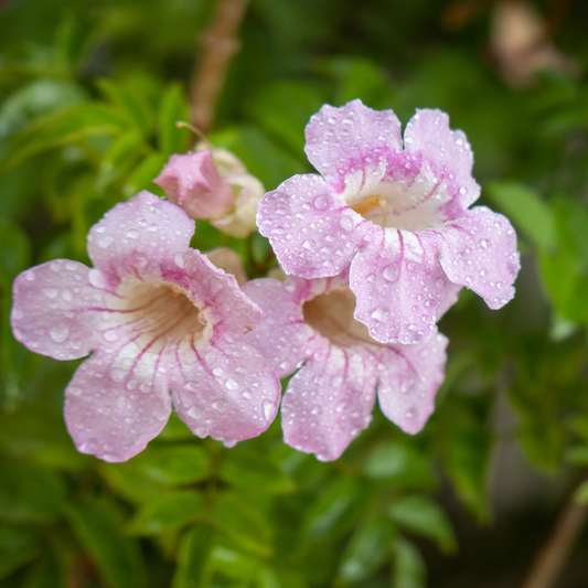 Pink Trumpet Vine