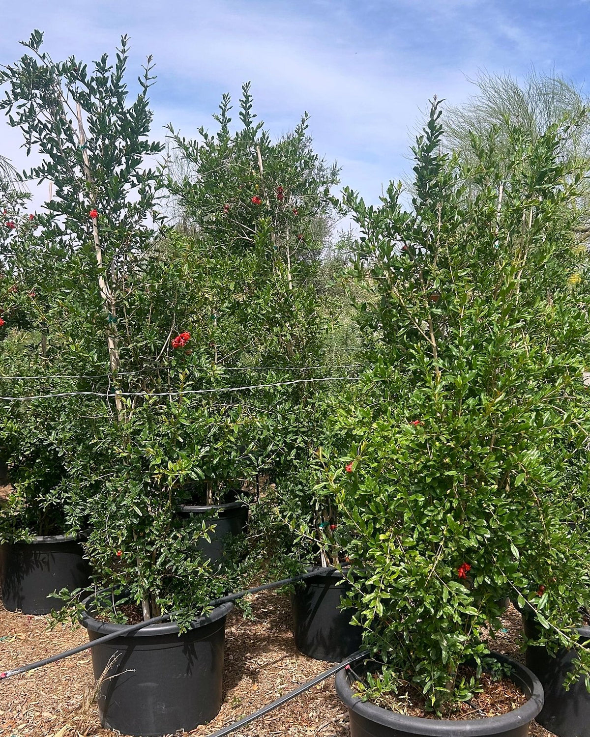 Pomegranate