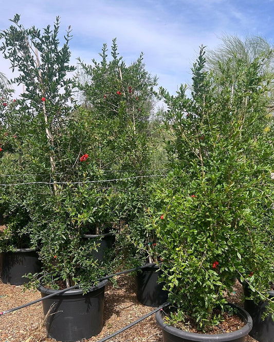 Pomegranate