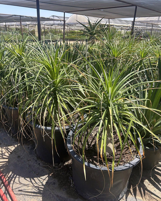 Ponytail Palm