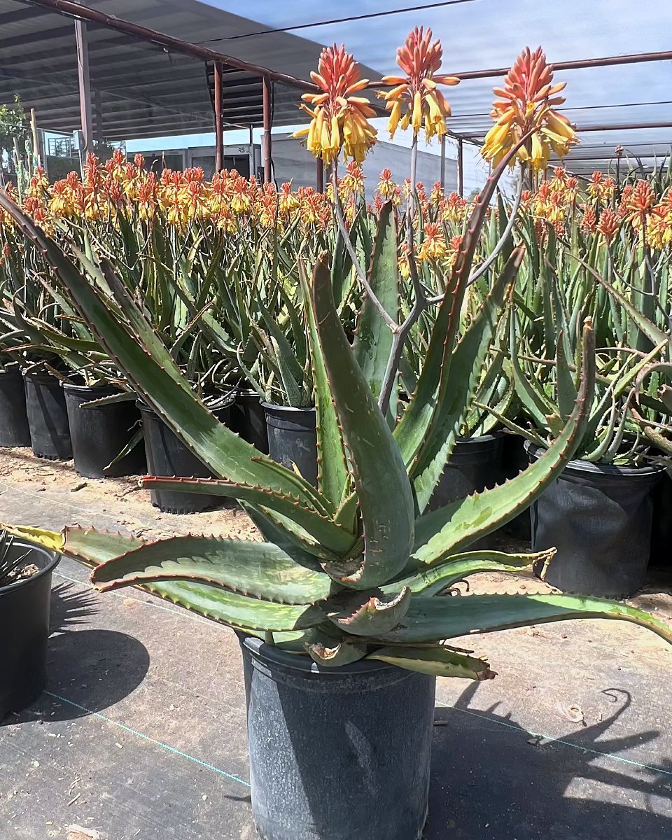 Popcorn Aloe