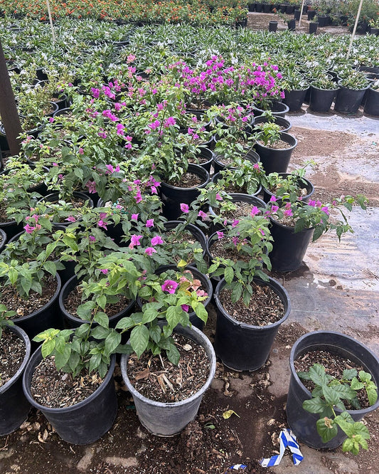 Purple Bougainvillea