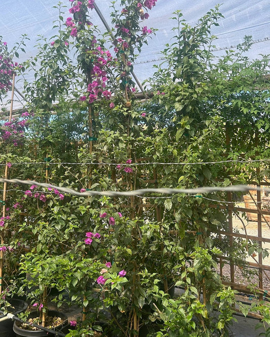 Purple Bougainvillea-Staked