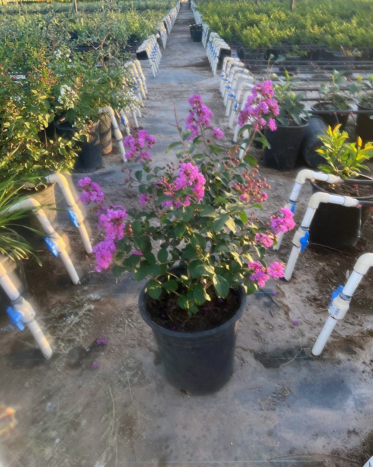 Purple Crape Myrtle Tree