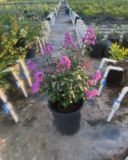 Purple Crape Myrtle Tree