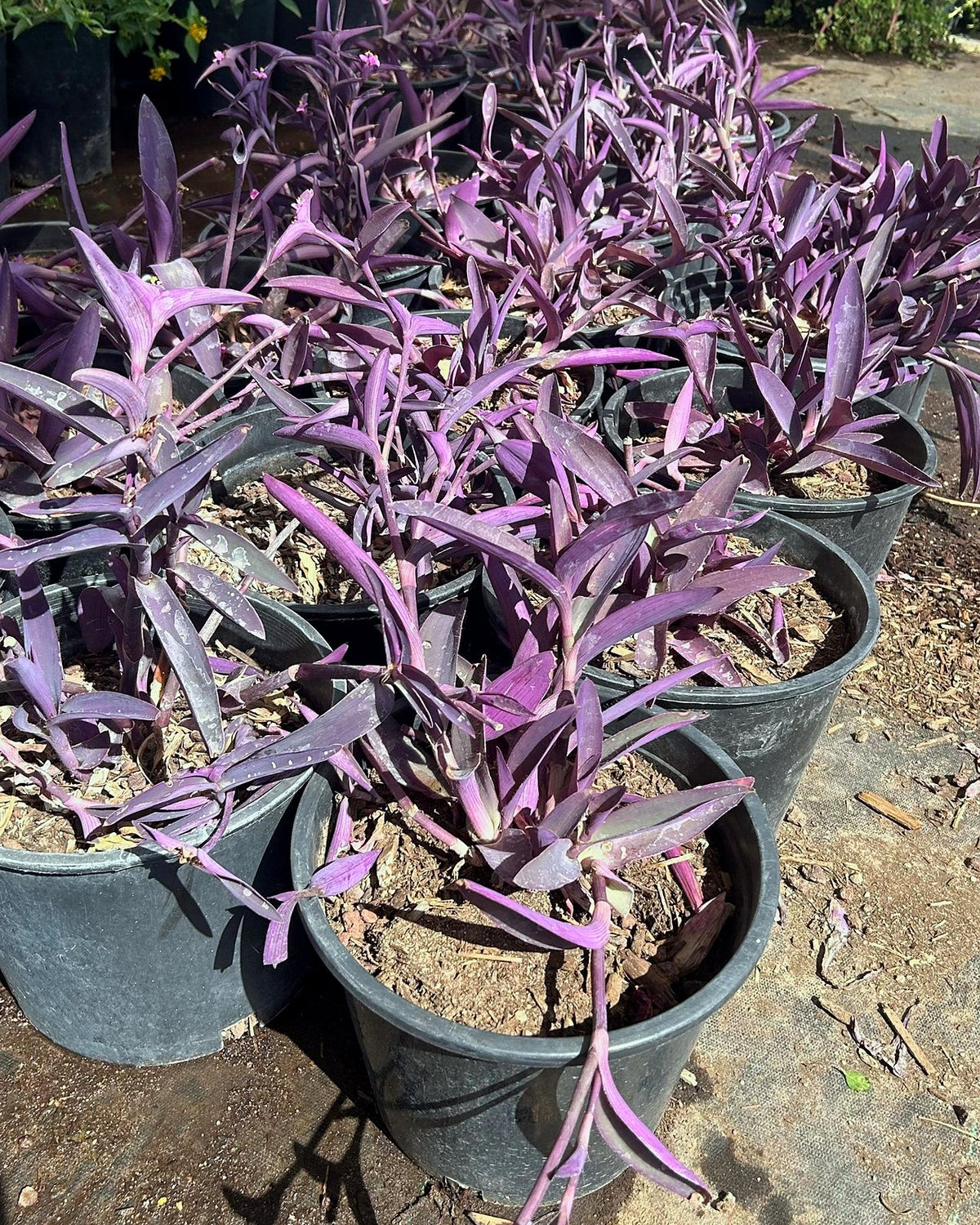 Purple Heart