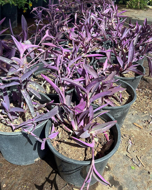 Purple Heart