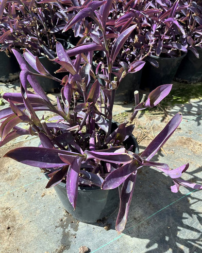 Purple Heart