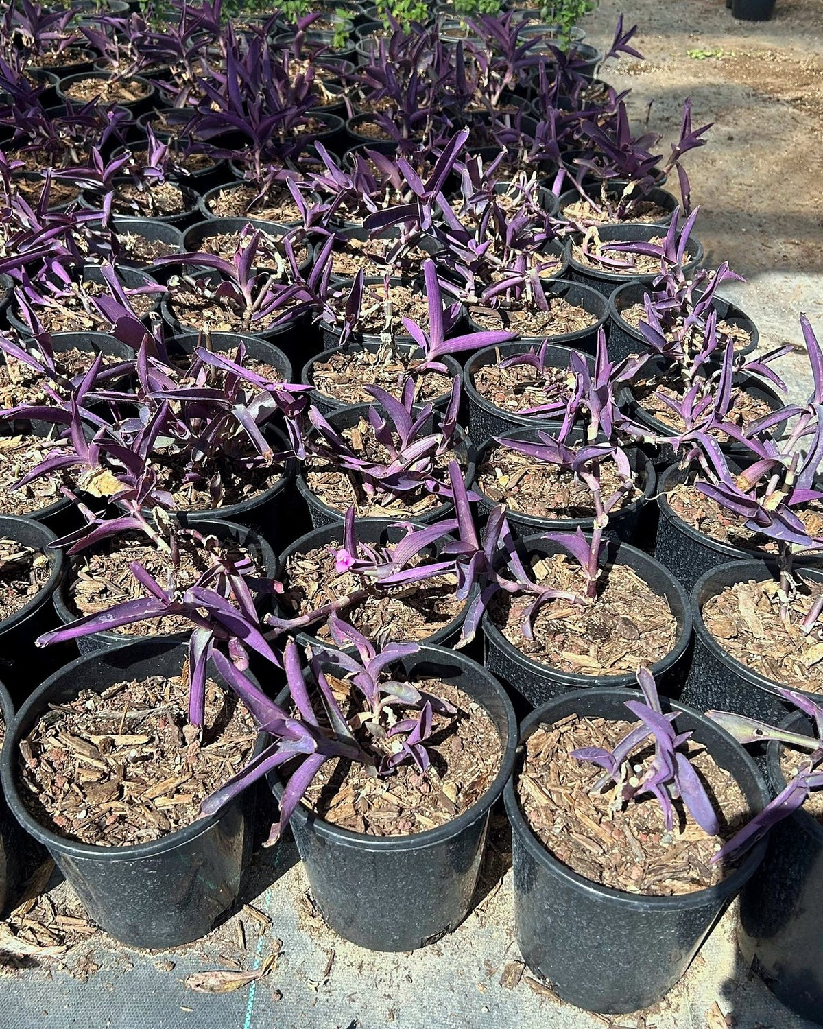 Purple Heart