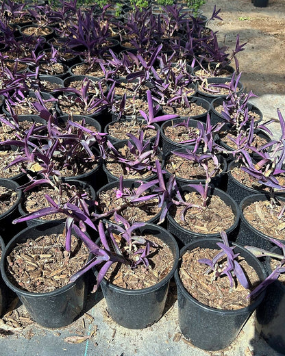 Purple Heart