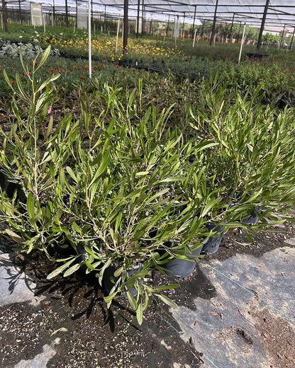 Purple Hopseed