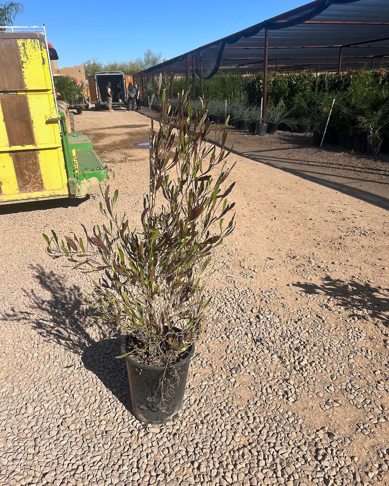 Purple Hopseed