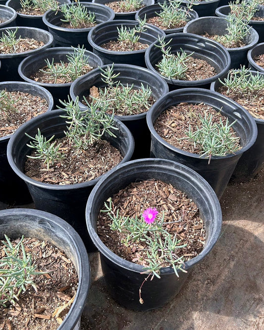 Purple Ice Plant