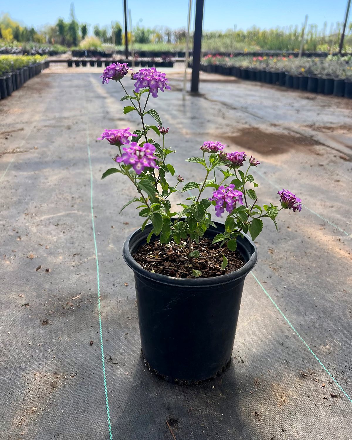 Purple & White Lantana
