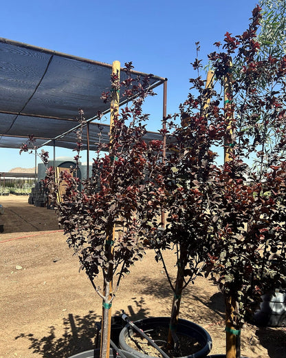 Purple Leaf Plum