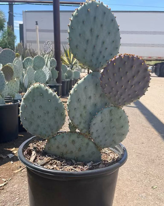 Purple Prickly Pear