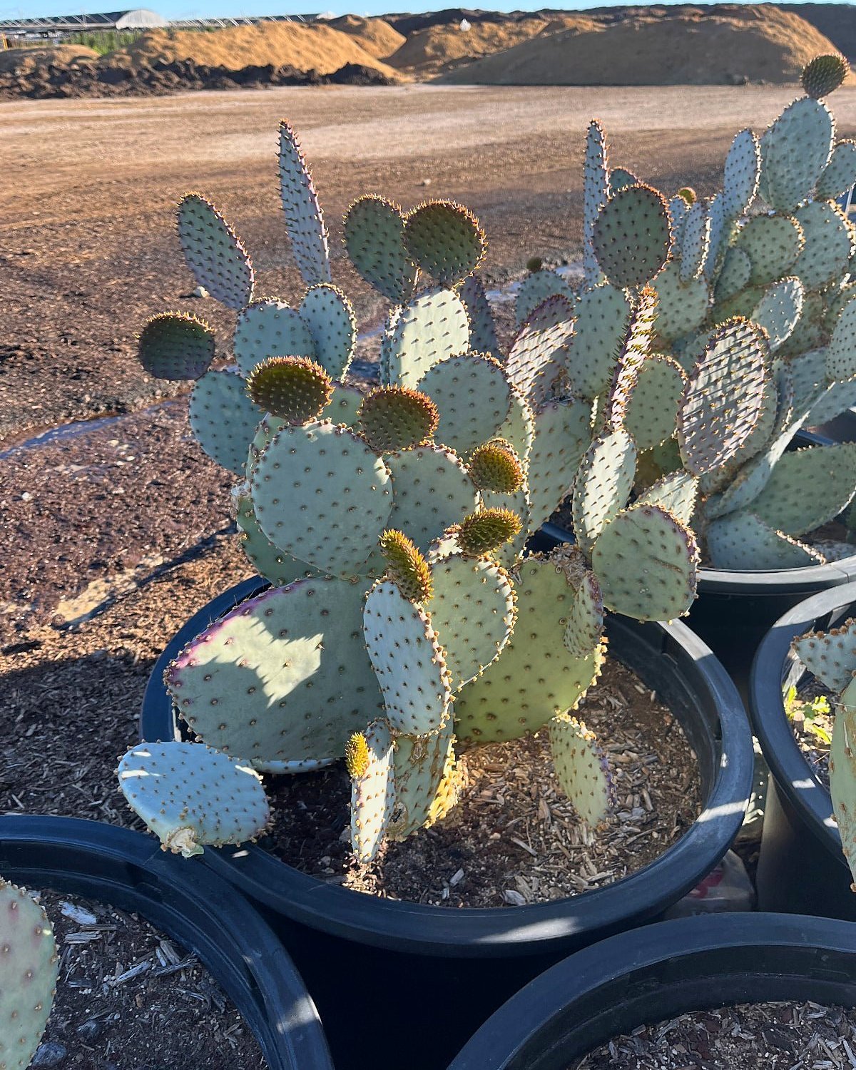 Purple Prickly Pear