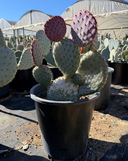 Purple Prickly Pear