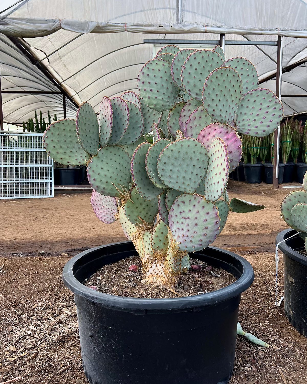 Purple Prickly Pear