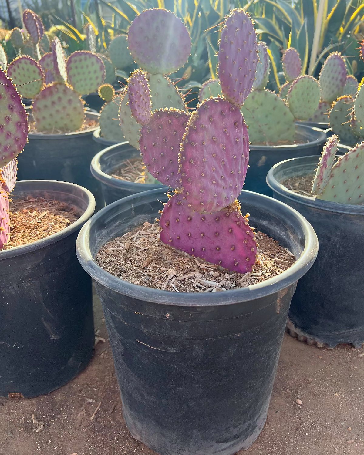 Purple Prickly Pear
