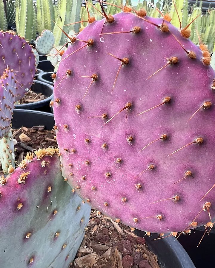 Purple Prickly Pear