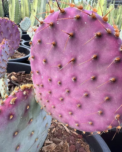 Purple Prickly Pear