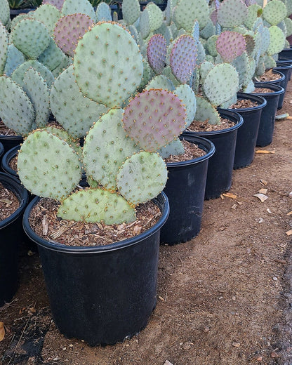 Purple Prickly Pear