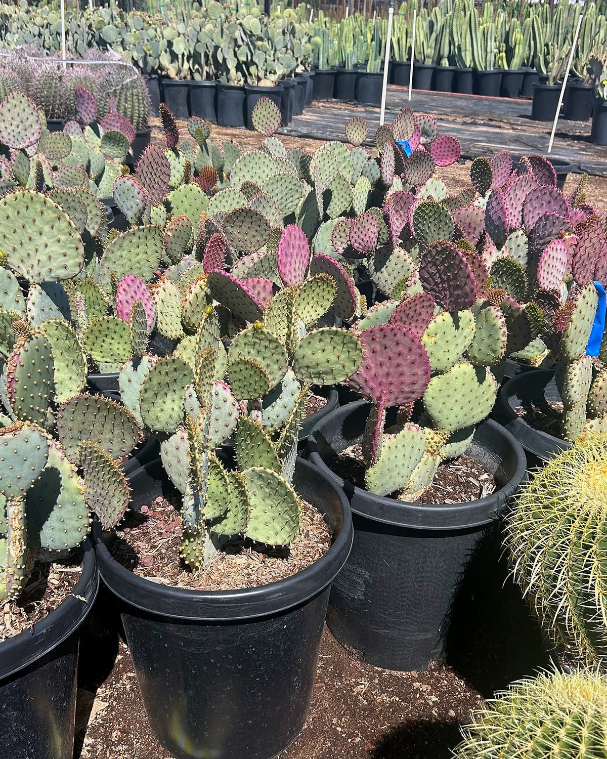 Purple Prickly Pear