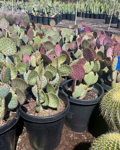 Purple Prickly Pear