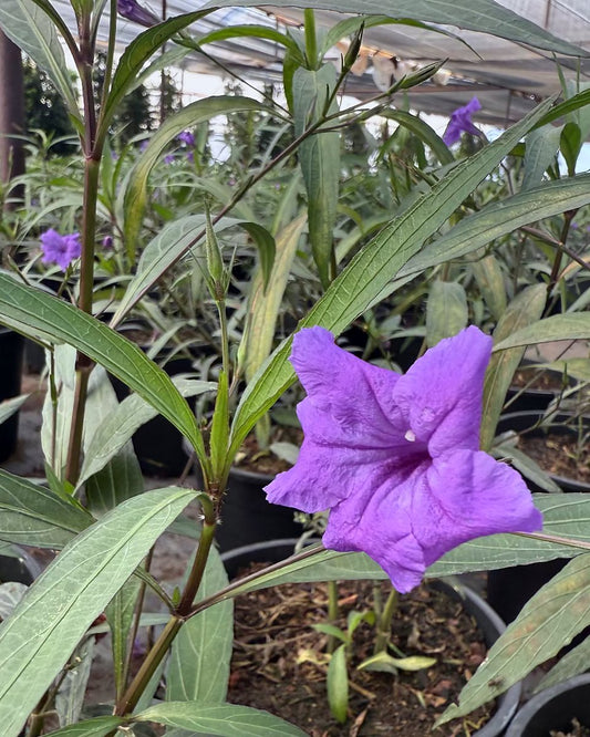 Purple Ruellia