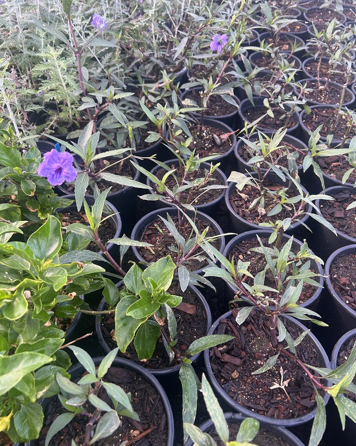 Purple Ruellia