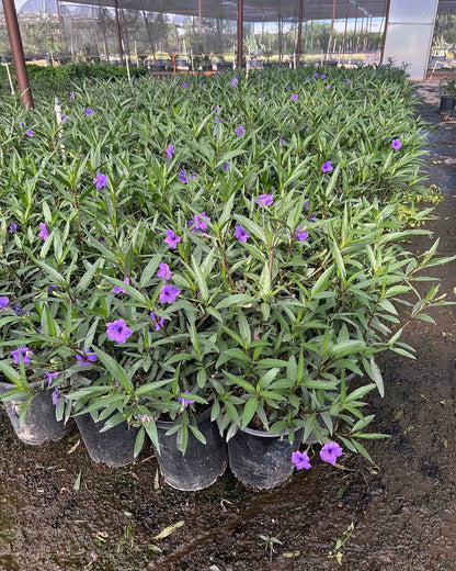 Purple Ruellia