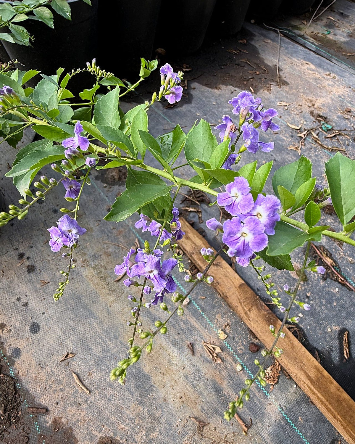 Purple Sky Flower