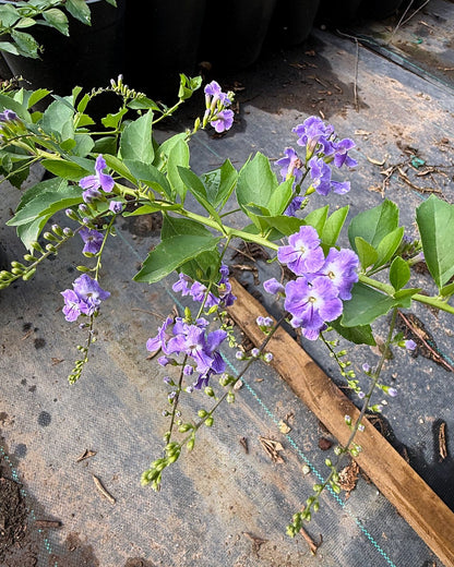Purple Sky Flower