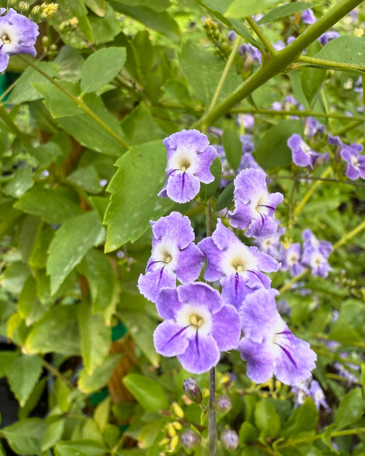 Purple Sky Flower