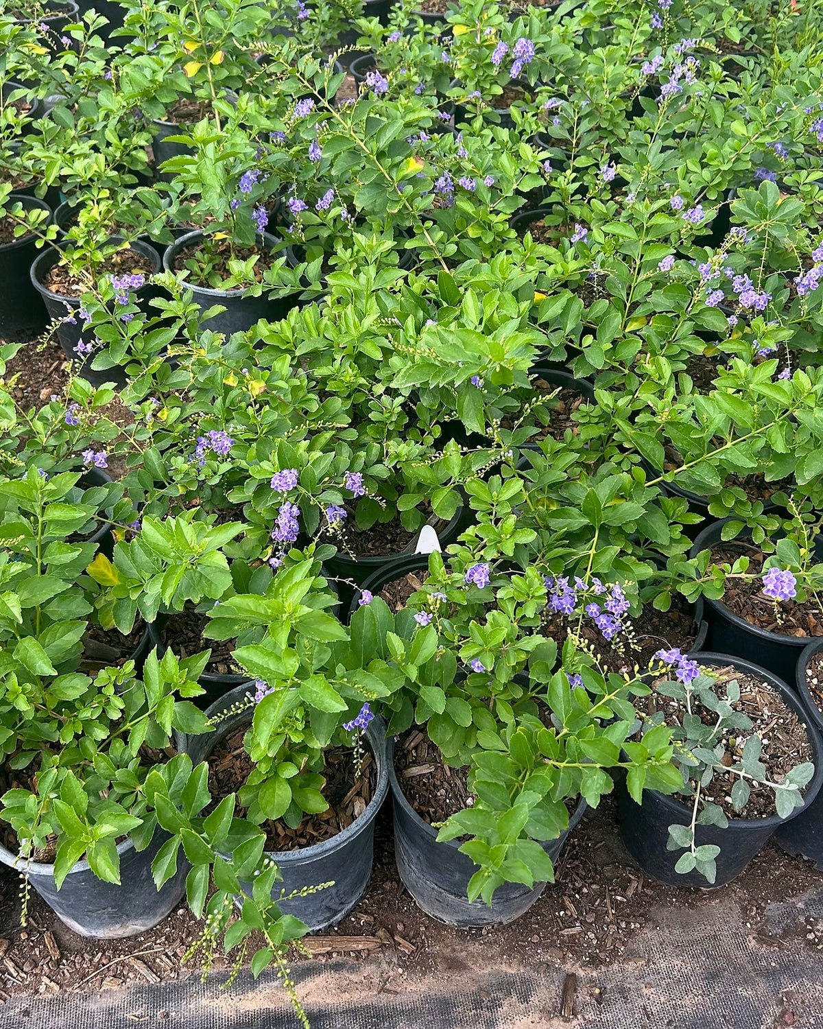 Purple Sky Flower