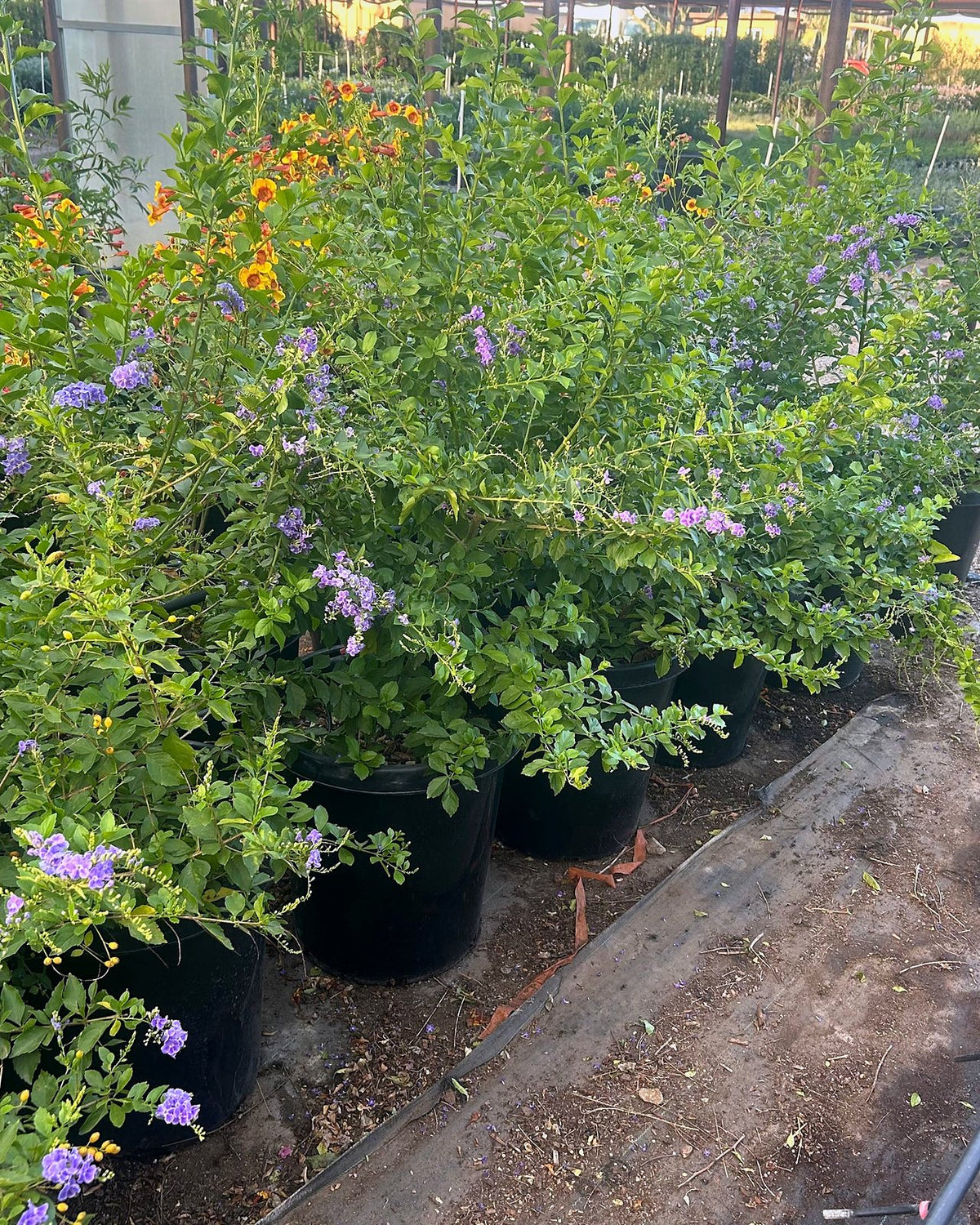 Purple Sky Flower