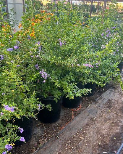 Purple Sky Flower