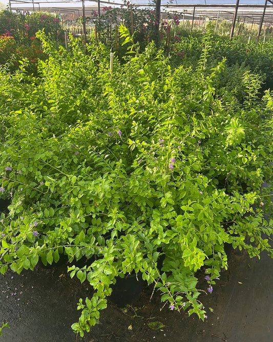 Purple Sky Flower Bush
