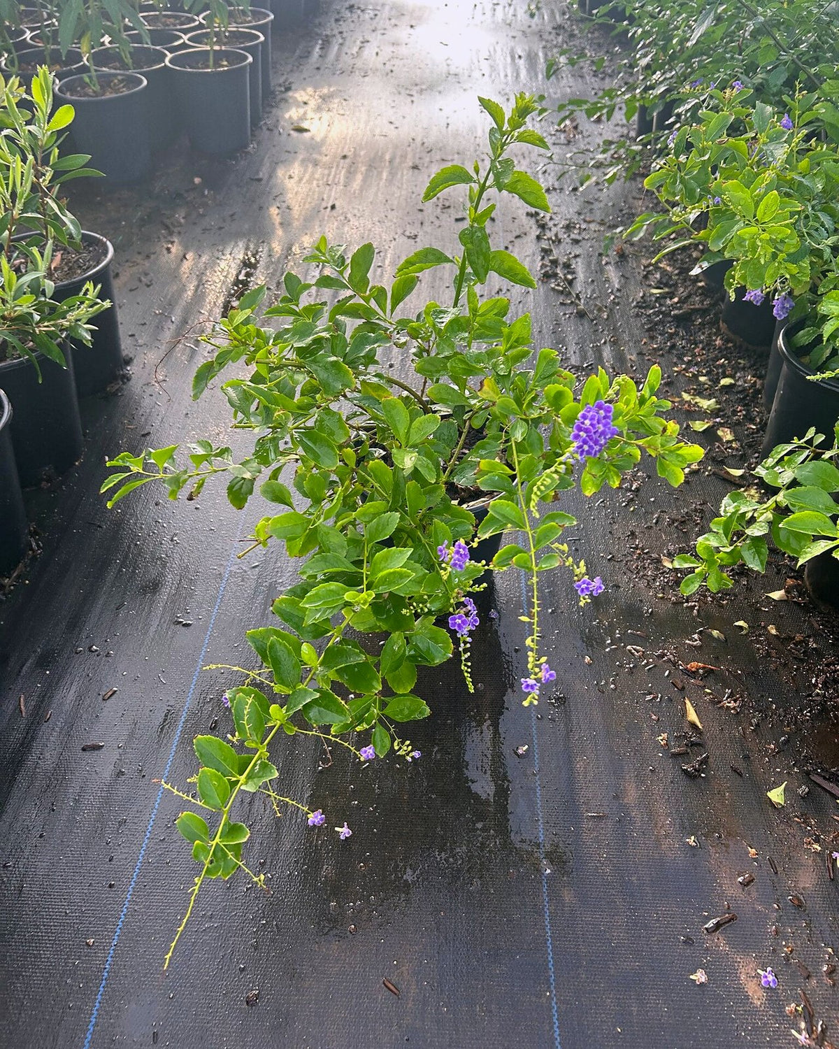 Purple Sky Flower Bush