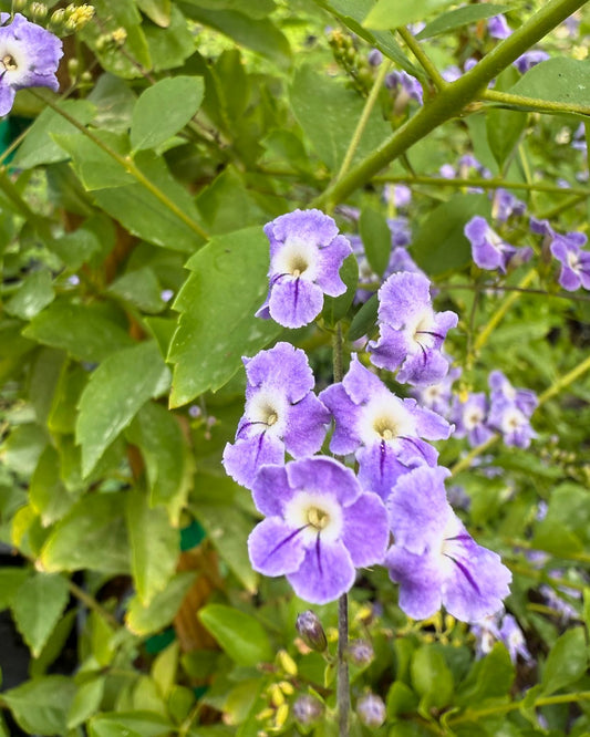 Purple Sky Flower - Staked