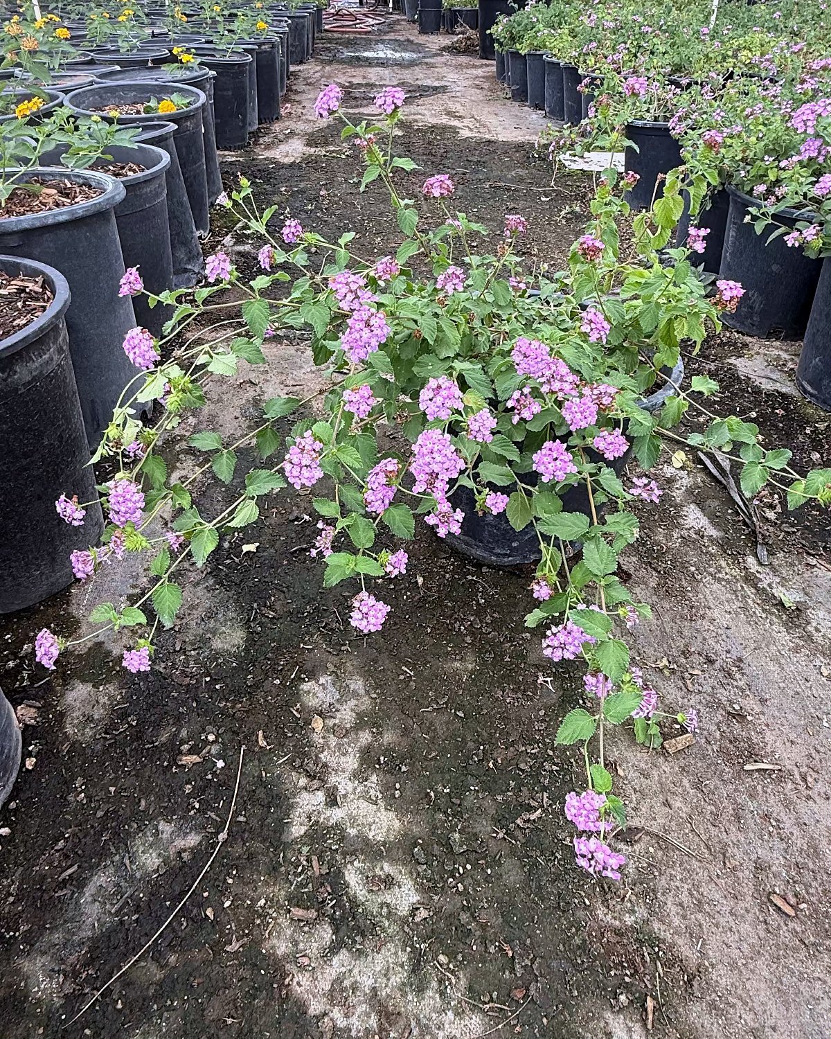 Purple Trailing Lantana