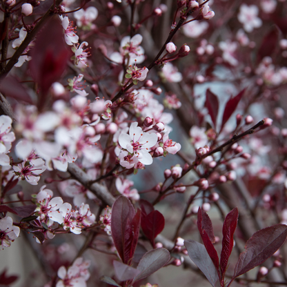 Purple Leaf Plum