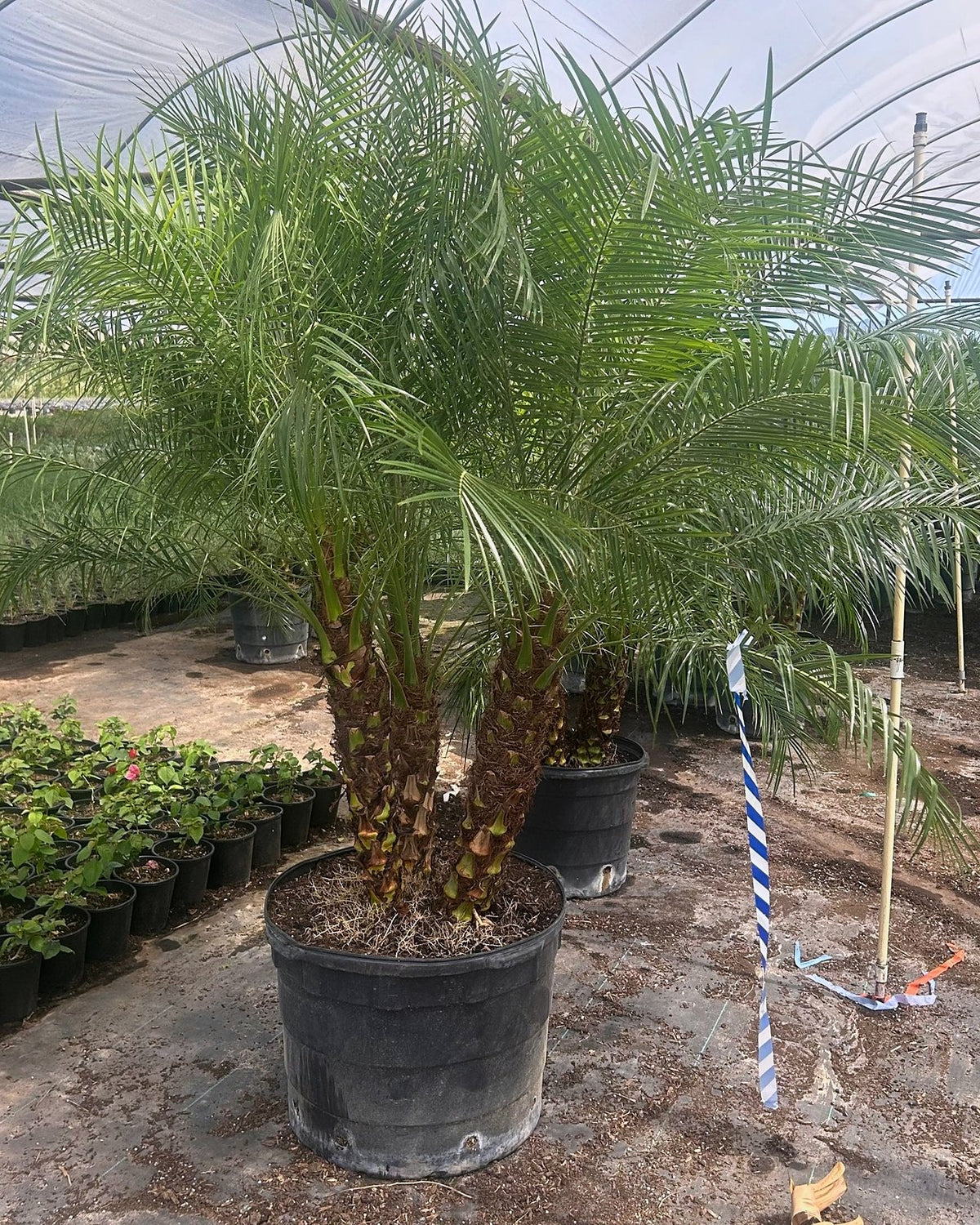 Pygmy Date Palm