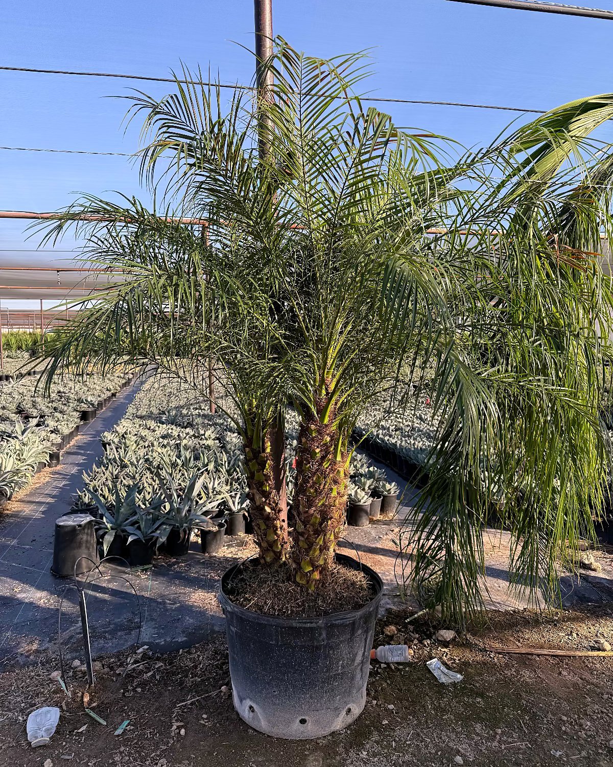 Pygmy Date Palm