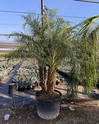 Pygmy Date Palm