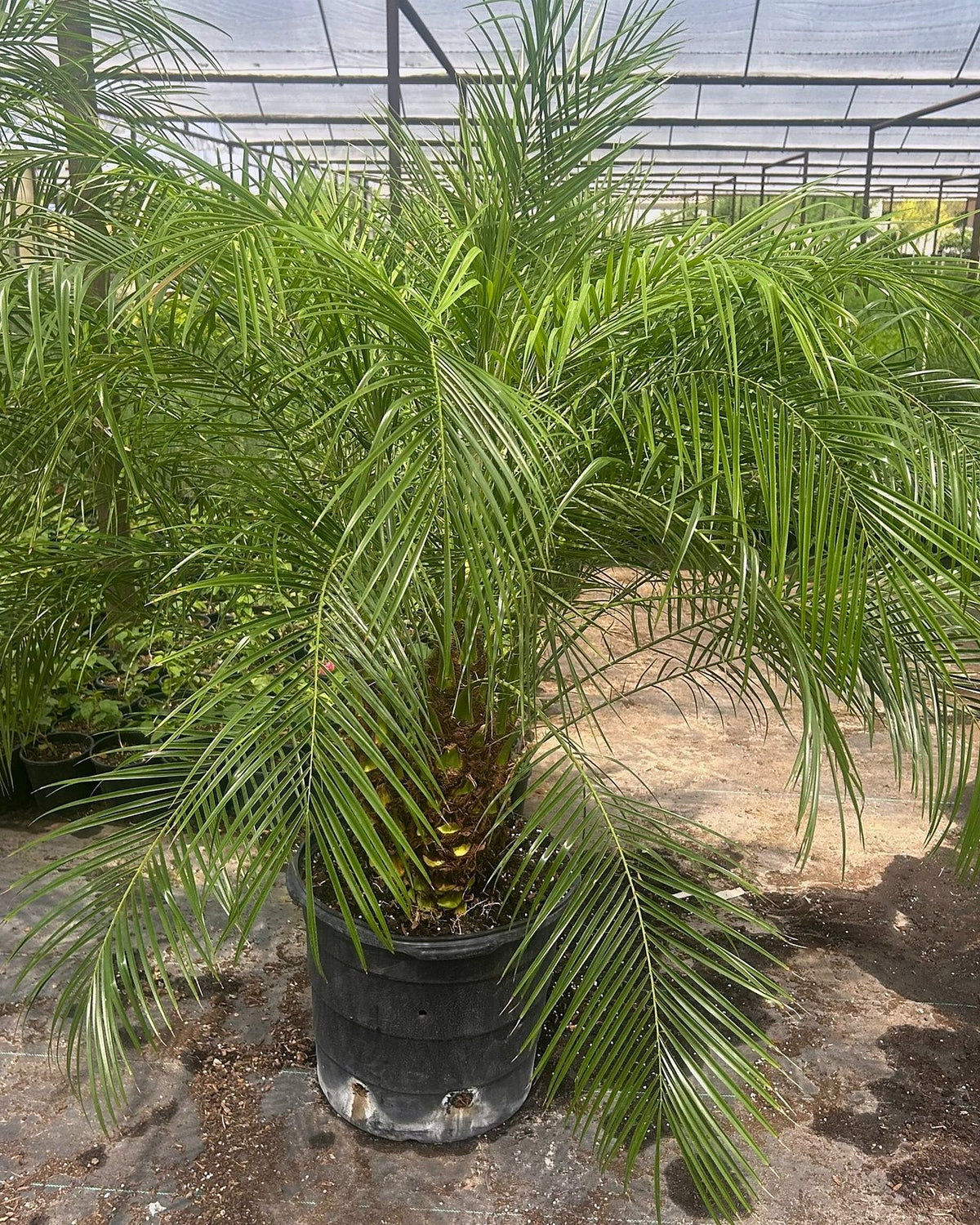 Pygmy Date Palm