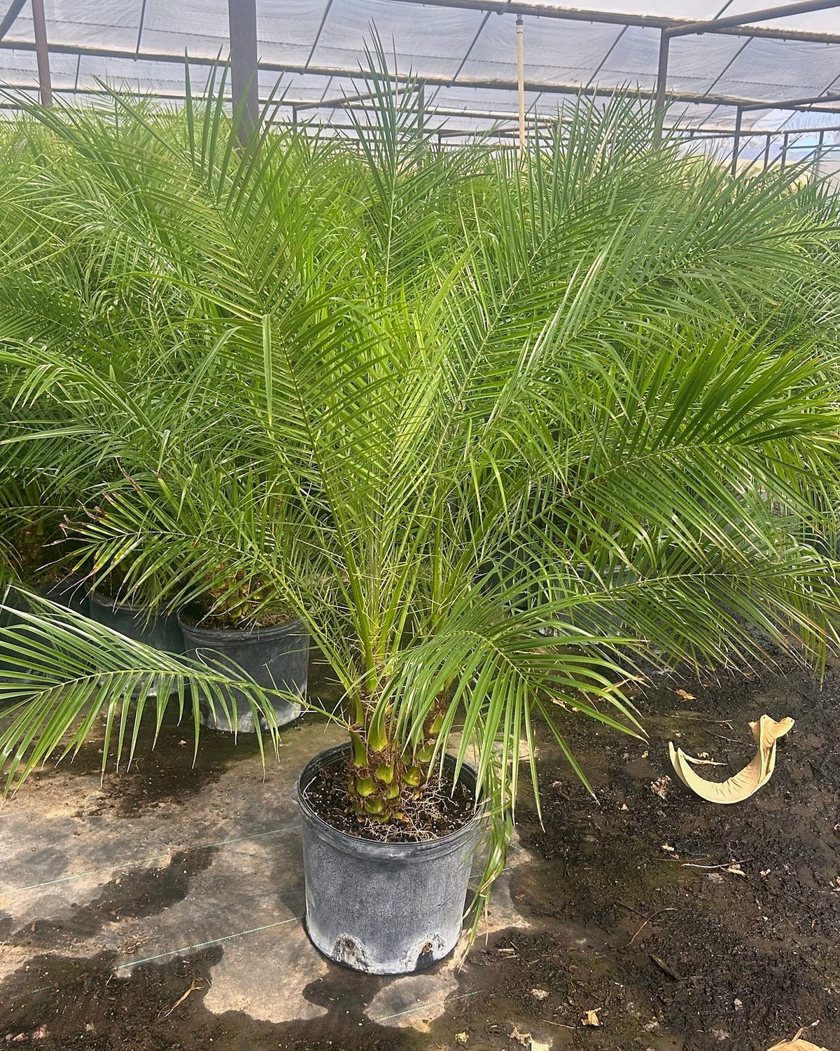 Pygmy Date Palm