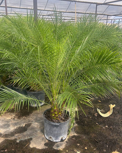 Pygmy Date Palm