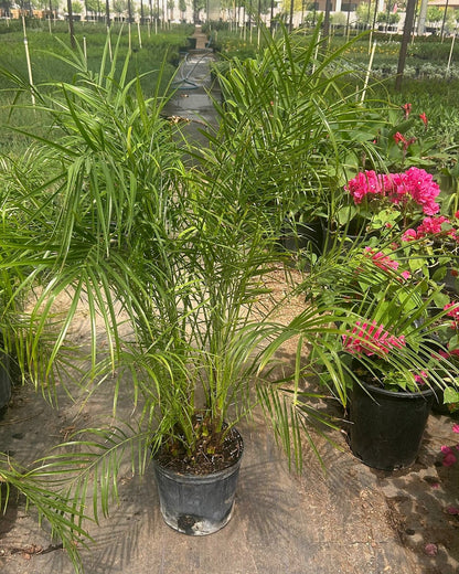 Pygmy Date Palm